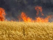 В Марьинском районе сгорело 180 гектаров пшеницы