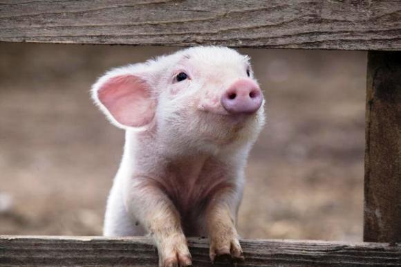 Киевским свиньям запретили въезжать в Россию