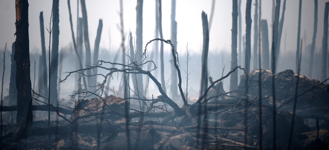 Порошенко засекретил последствия лесных пожаров в Чернобыле