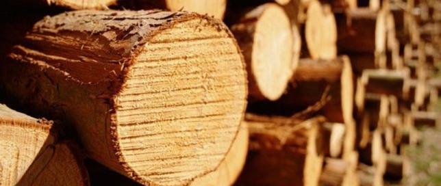 Минуглеэнерго: "Дефицит древесины на шахтах ДНР будет преодолен за счет возобновления поставок леса с Украины"