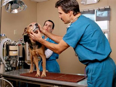 Как выбрать ветеринарную клинику?
