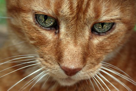 Как лечить заболевания глаз у кошек? 