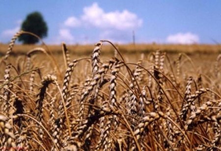 Основы реализации сельскохозяйственной продукции