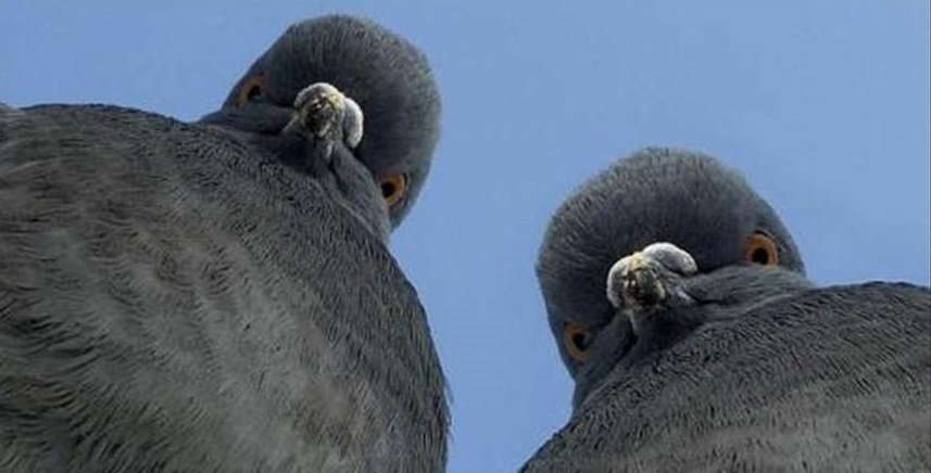 В Индии задержали 150 пакистанских голубей-шпионов