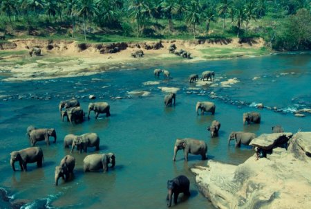 Какие экскурсии самые интересные на Шри-Ланке?