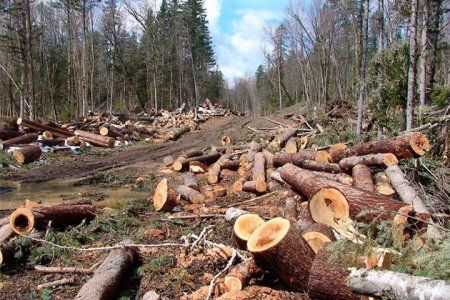 За последний год Россия потеряла 5,3 млн гектаров леса