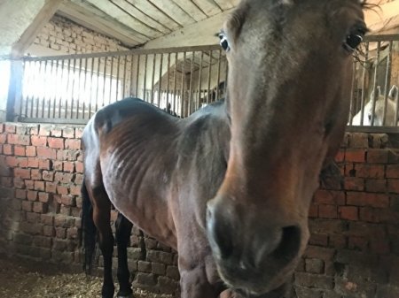 В Саратове полицейская лошадь скончалась, предположительно, от голода