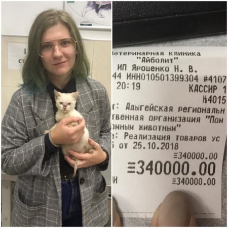 Девушка погасила долг приюта для животных чтобы отдать туда котенка 