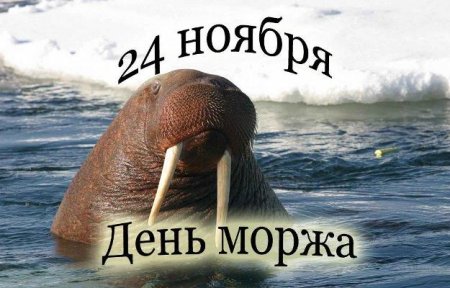 24 ноября День моржа — поздравления с пожеланиями: история праздника 