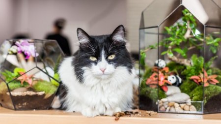 Первый в России отдельный приют для кошек предложили создать зоозащитники
