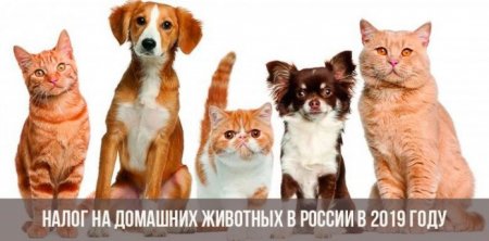 Налог на кошек и собак в России, будет налог на домашних животных в 2019 или нет: сколько платить, новости