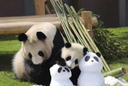 В Японии пандам ко Дню матери подарили снеговиков