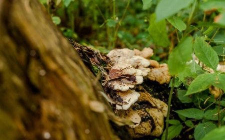 Самый древний в мире гриб нашли в Канаде