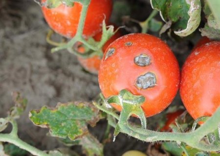 Проверенные народные средства от фитофторы на помидорах