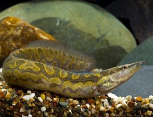 Экзотические аквариумные рыбки