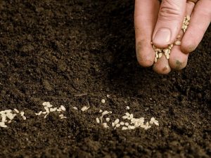 Выбираем сорта растений на посадку