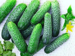 Выращивание огурцов Артист F1