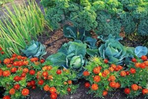 Выбираем овощи, растения и деревья для своего сада