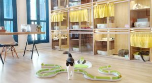 Услуги гостиниц для котов и их преимущества