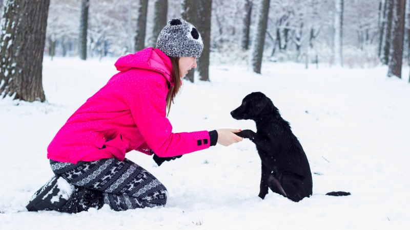 Как воспитывать собаку: 5 советов