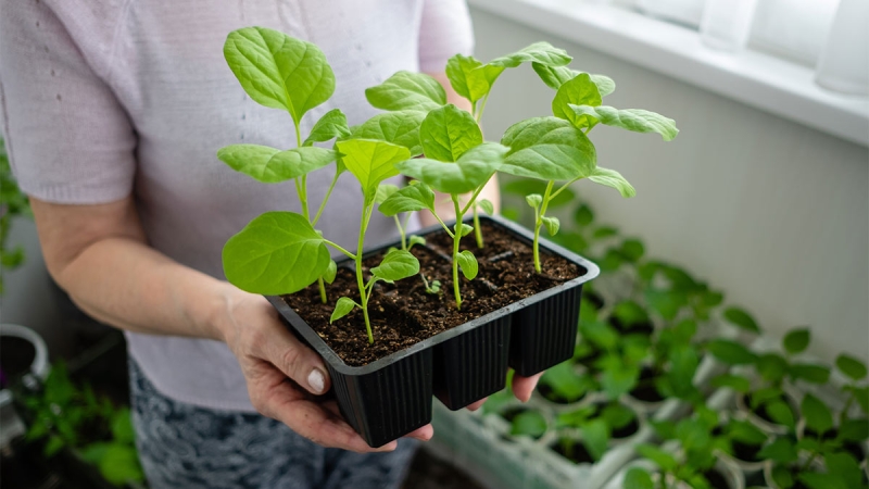 Когда сеять семена на рассаду: совет агронома