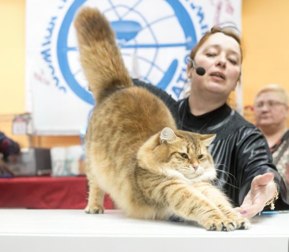 Сибирская кошка: Очарование Русской Природы в Вашем Доме