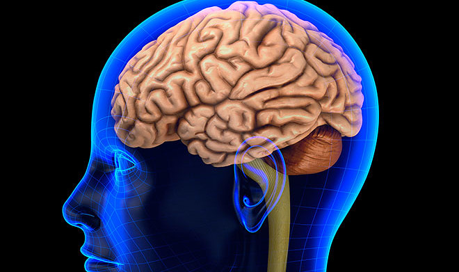 В Новосибирске придумали, чем заменить твердую мозговую оболочку 