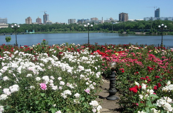 Донецк снова будет городом миллиона роз