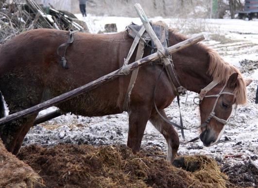 Два жителя Львовщины убили милиционера, проволочив его лошадьми по земле 13 км