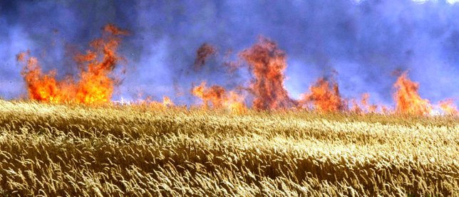 ВСУ целенаправленно уничтожают урожай фермеров ДНР