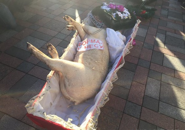 К зданию Верховной рады митингующие принесли гроб со свиньёй