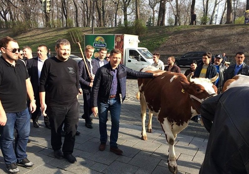 Ляшко пригнал коров на митинг в центре столицы