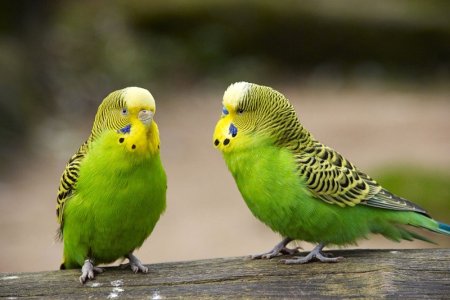 Какие виды домашних попугаев бывают?