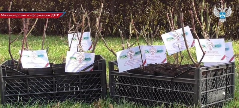 Дончане передали жителям Кисловодска в дар более 70 черенков роз