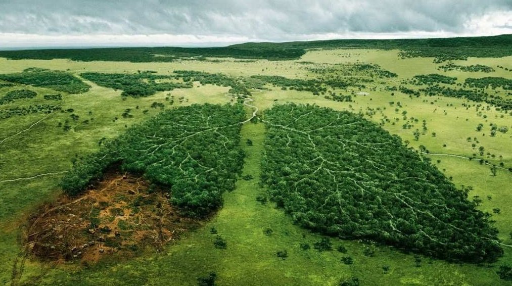 Google наглядно показал уничтожение лесов Карпат