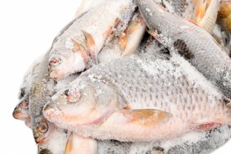 Как выбрать охлажденную или замороженную рыбу?