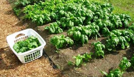 Как вырастить здоровую пищу на огороде